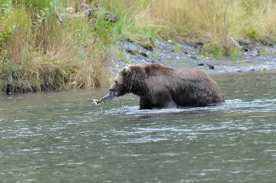 KODIAK carnet de voyage 05