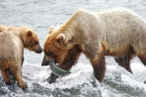 Katmaï, le grizzli pêcheur