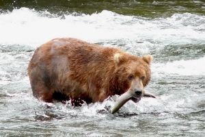 Alaska Katmai 93 1410 48 300 200 100