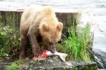 Alaska Katmai  136  1229