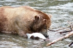 Alaska Katmai  163  1259