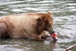 Alaska Katmai  195  1294