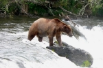 Alaska Katmai  81  41