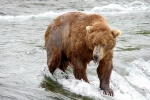 Alaska Katmai  88  1404