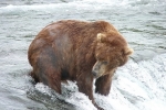 Alaska Katmai  90  1457