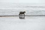 Alaska Katmai  4 1126