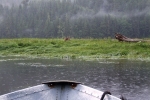 Grizzli Great Bear Rainforest 45 1556