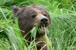 Grizzli Great Bear rain Forest 25 1549