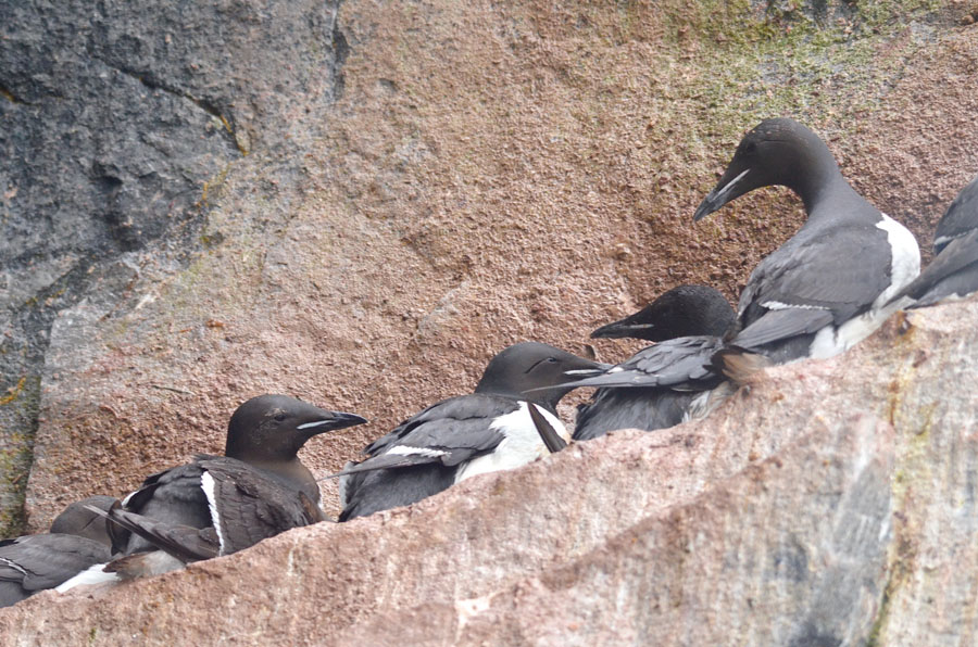 GUILLEMOTS